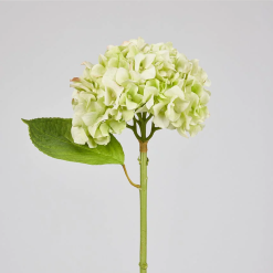 French Hydrangea Blossom