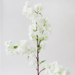 White Cherry Blossoms